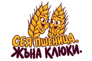 Сея пшеница, жъна калоки